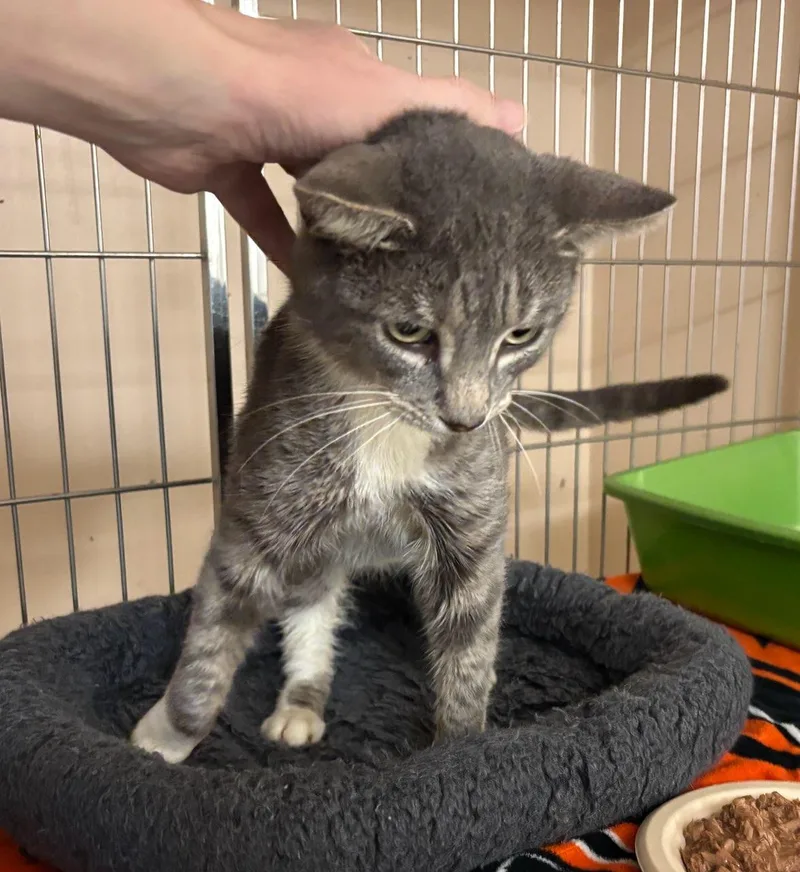 Taylor And Tiffany thumbnail 3