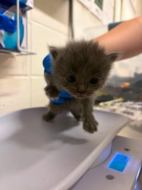 A baby medium-sized female Gray / Blue / Silver Domestic Short Hair cat named Gamora for adoption in Fruit Heights, UT