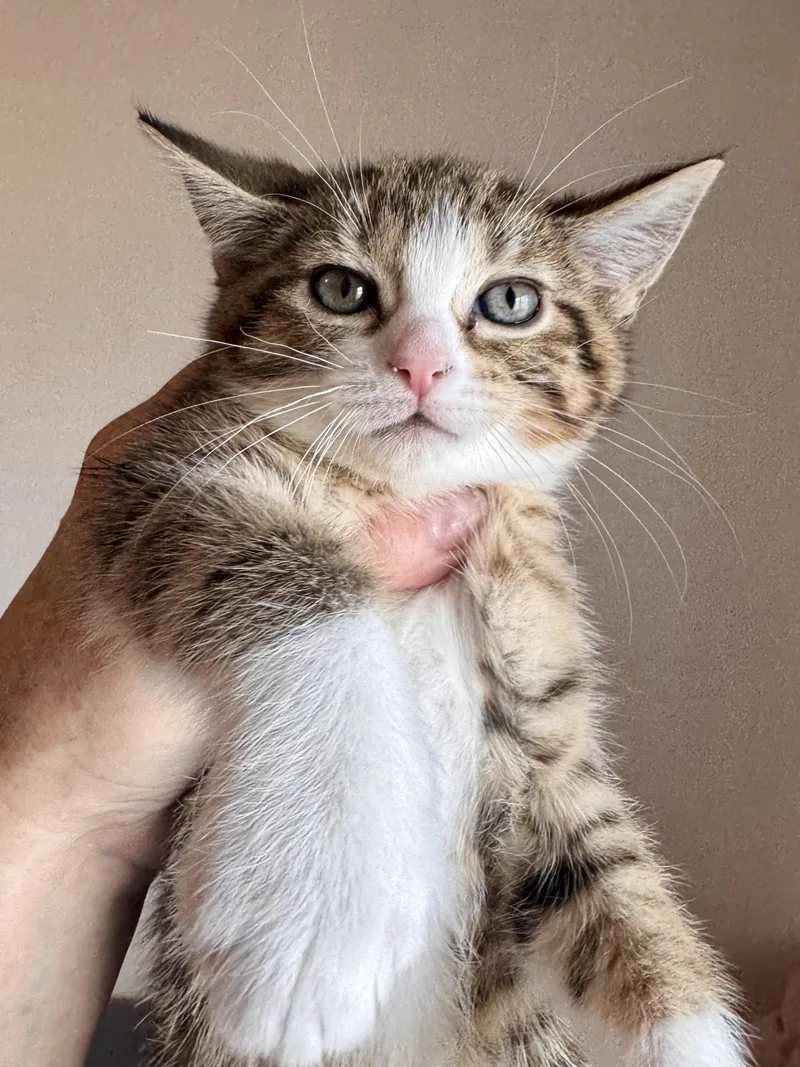 A baby medium-sized female Domestic Short Hair cat named Lily & Lulu for adoption in Wheaton, IL