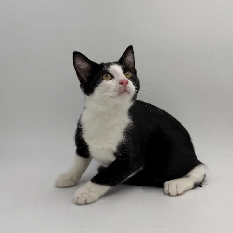 A baby small-sized female Domestic Short Hair cat named Angel Cake for adoption in State College, PA