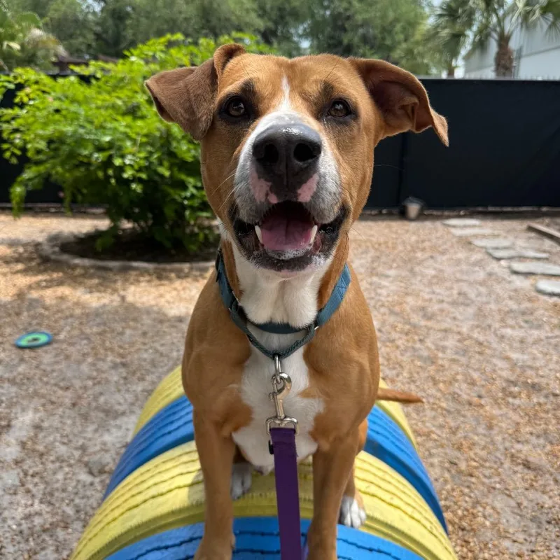An adult medium-sized male Apricot / Beige Mixed Breed dog named Kobe for adoption in Sarasota, FL