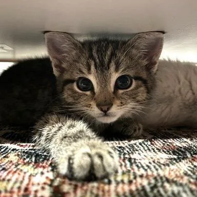 A young small-sized female Brown / Chocolate Domestic Short Hair cat named Dorothy for adoption in Charlottesville, VA