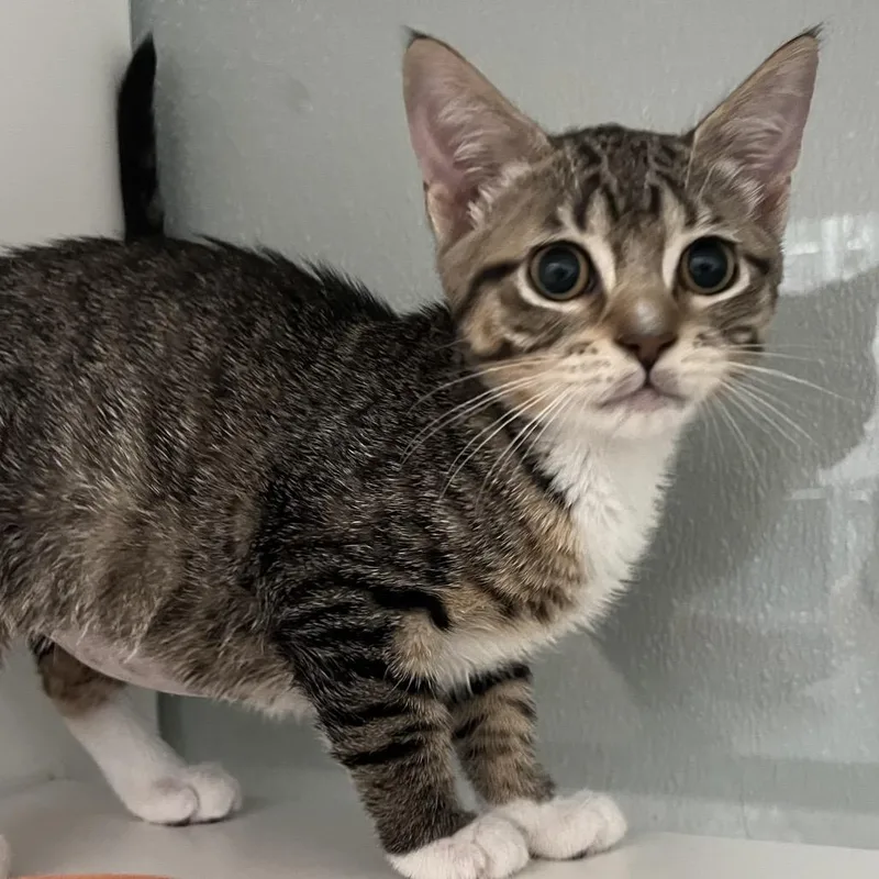 A baby small-sized female Brown / Chocolate Domestic Short Hair cat named Canal for adoption in Jupiter, FL