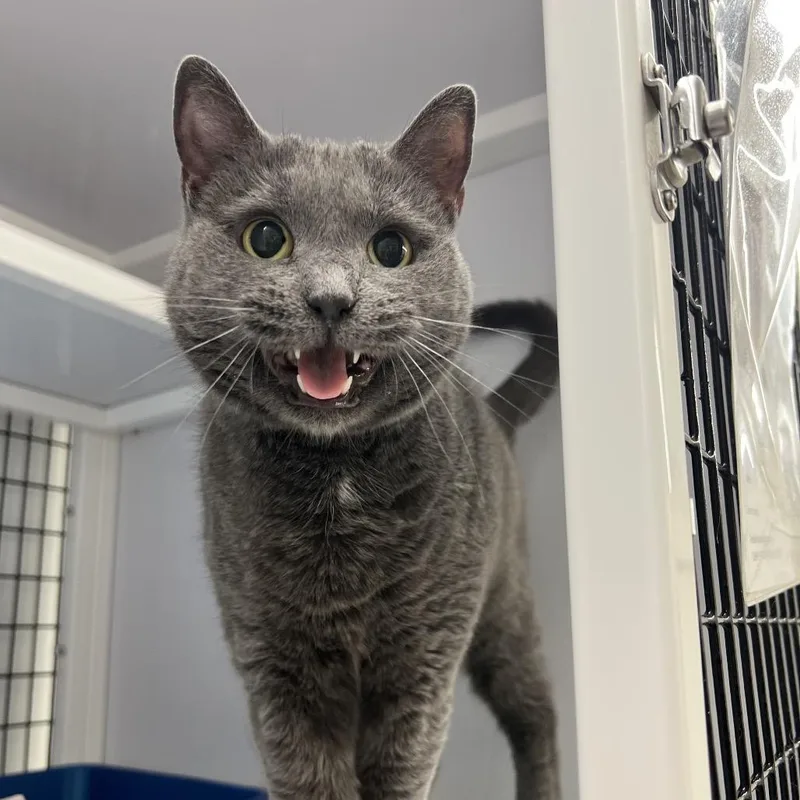 An adult large-sized female Domestic Short Hair cat named Mopey for adoption in New York, NY