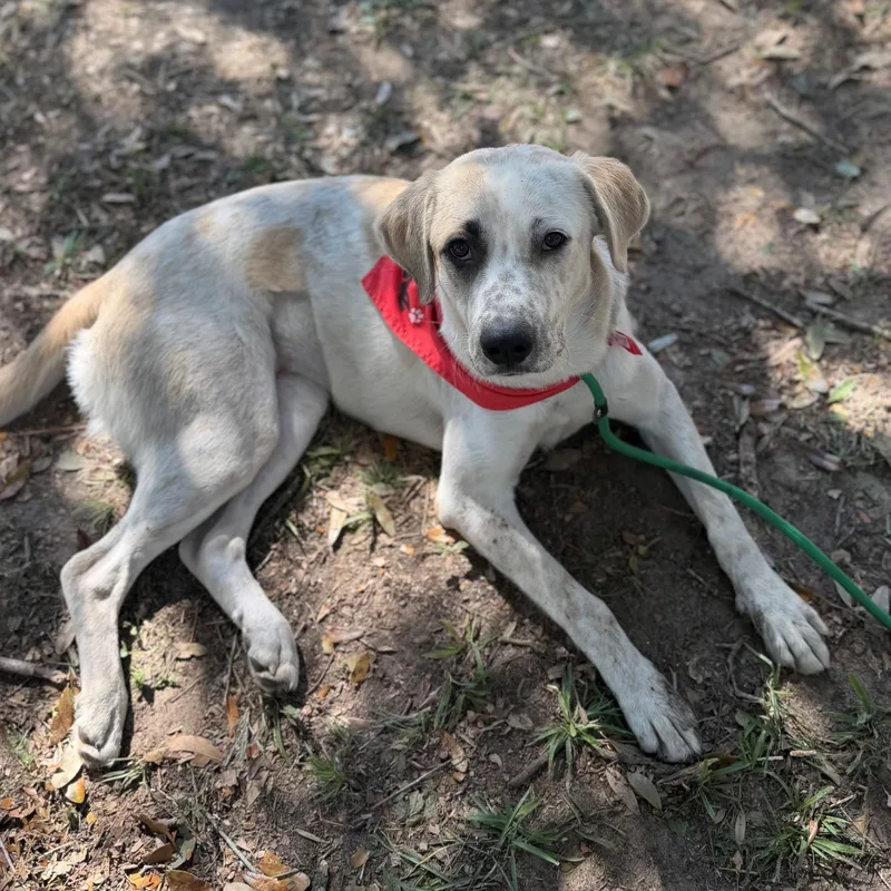 An adult medium-sized female Mixed Breed dog named Molly for adoption in Summerdale, AL