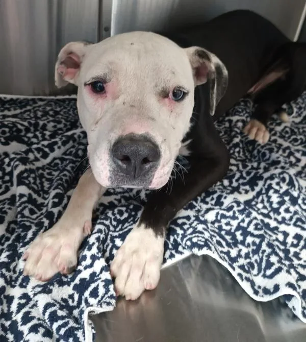 A young medium-sized female American Staffordshire Terrier dog named Pepper for adoption in El Cajon, CA