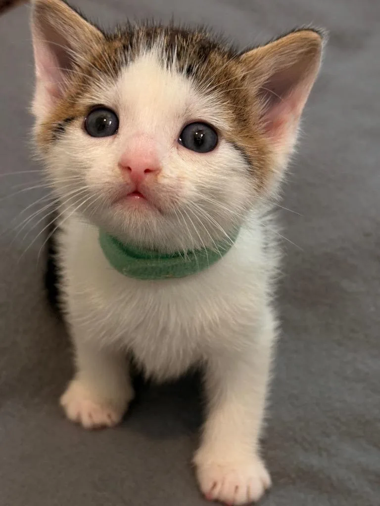 A baby small-sized male Domestic Short Hair cat named Murphy for adoption in Spring, TX