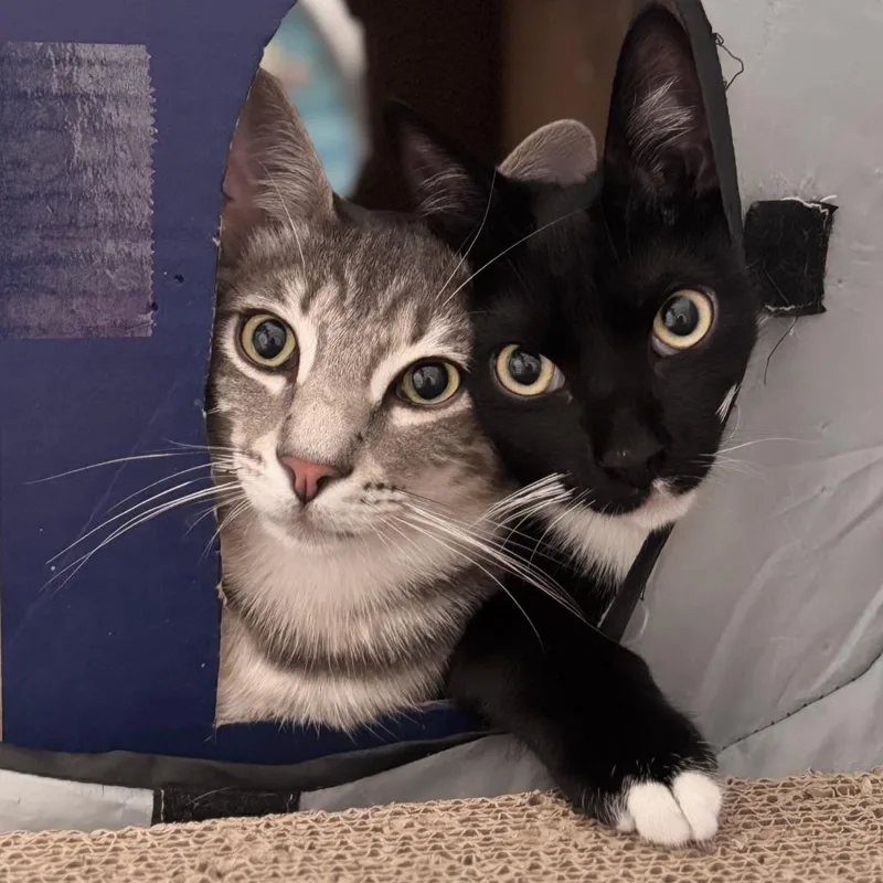 A young small-sized male Gray / Blue / Silver Domestic Short Hair cat named Ringo for adoption in Los Angeles, CA