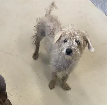 A young small-sized male Poodle dog named Blue for adoption in Santa Cruz, CA
