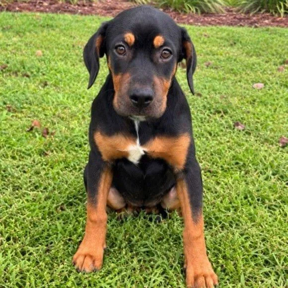 A baby small-sized female Black Mixed Breed dog named Maple Syrup for adoption in Buffalo, MN