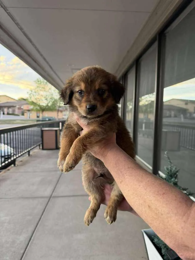 Roadrunner thumbnail 2