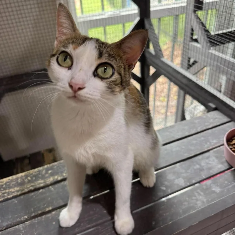 A young medium-sized female Calico Domestic Short Hair cat named Tinkerbell for adoption in Seminole, FL
