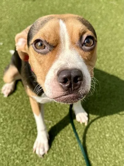 A young medium-sized female Brown / Chocolate Mixed Breed dog named Fennekin for adoption in Wichita, KS