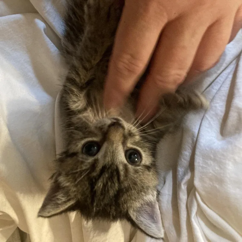 A baby small-sized female Brown / Chocolate Domestic Short Hair cat named Masha DyalSD for adoption in Tallahassee, FL