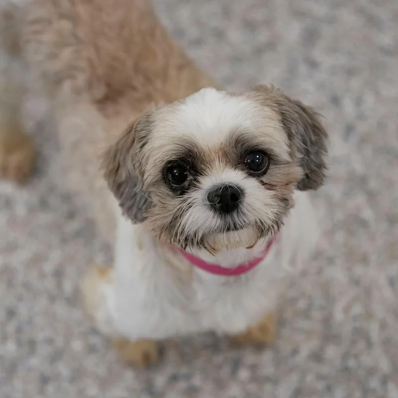 Kibbles thumbnail 5