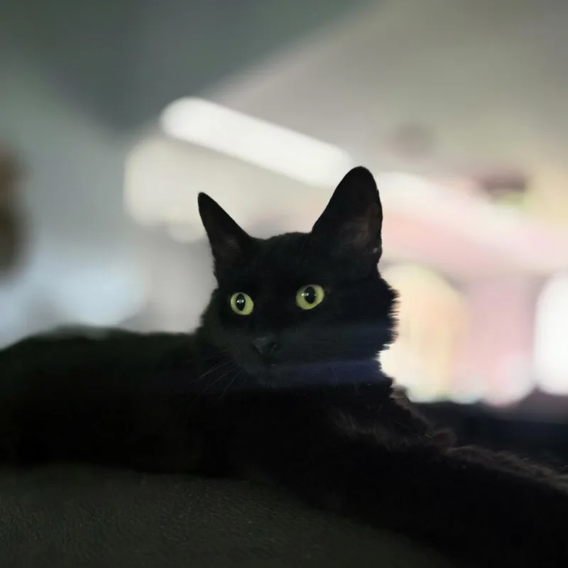 A young medium-sized female Black Domestic Medium Hair cat named Sammy for adoption in Liverpool, TX