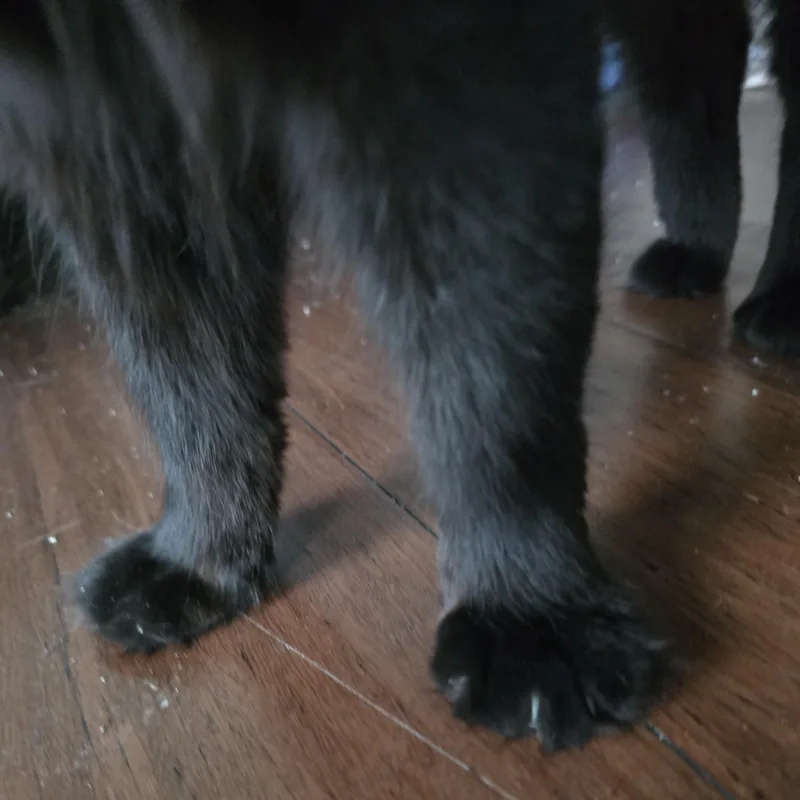 Sammy thumbnail 3