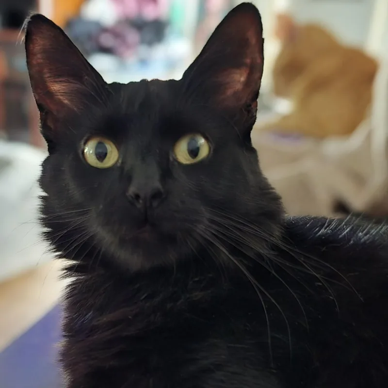 Sammy thumbnail 6