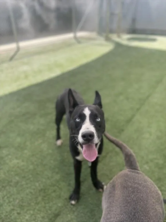 A young medium-sized male Husky dog named Jessie for adoption in Chatsworth, CA