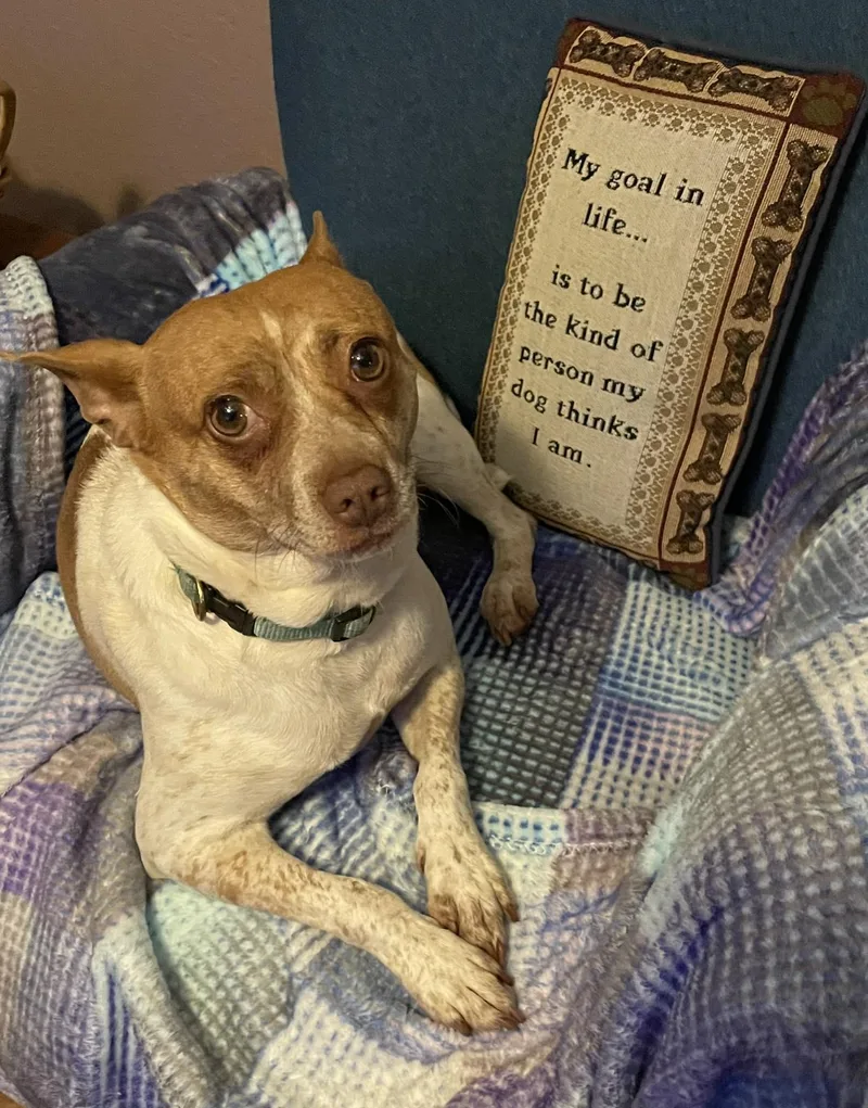 An adult small-sized female Terrier dog named Annie for adoption in Livermore, CA