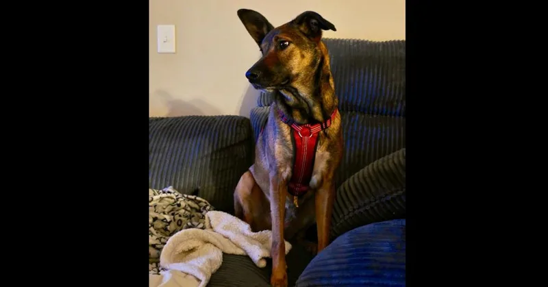 Carley thumbnail 3