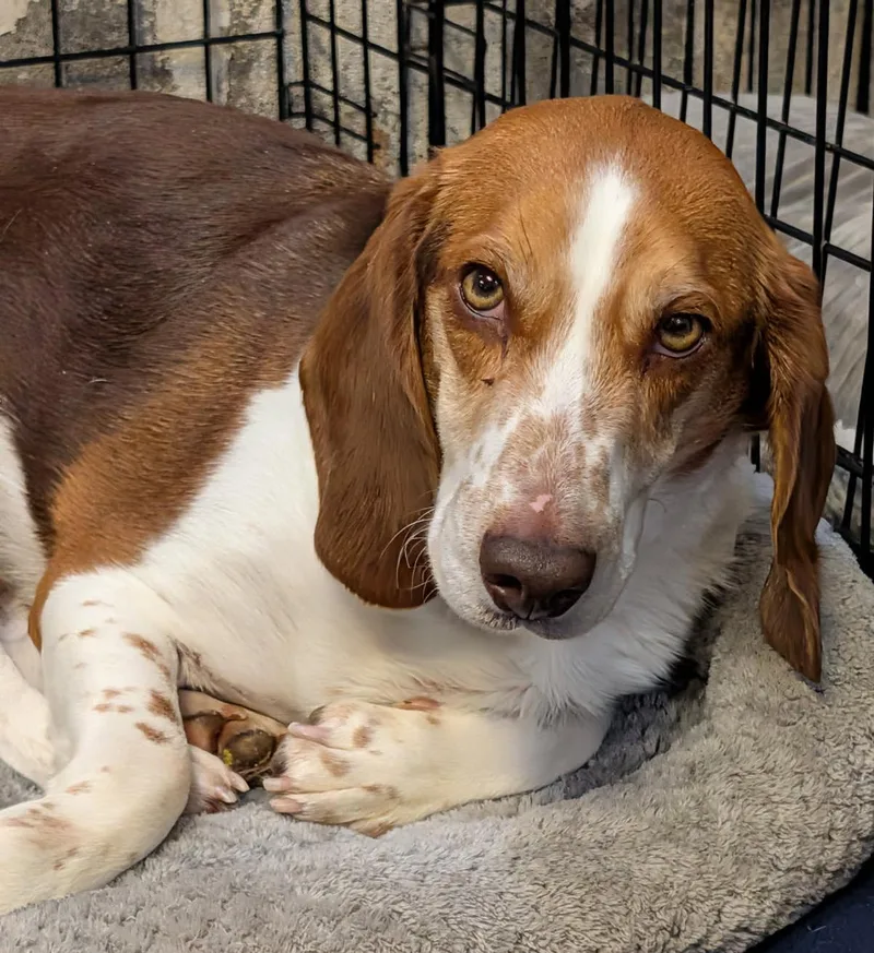 Beagle Bailey thumbnail 2