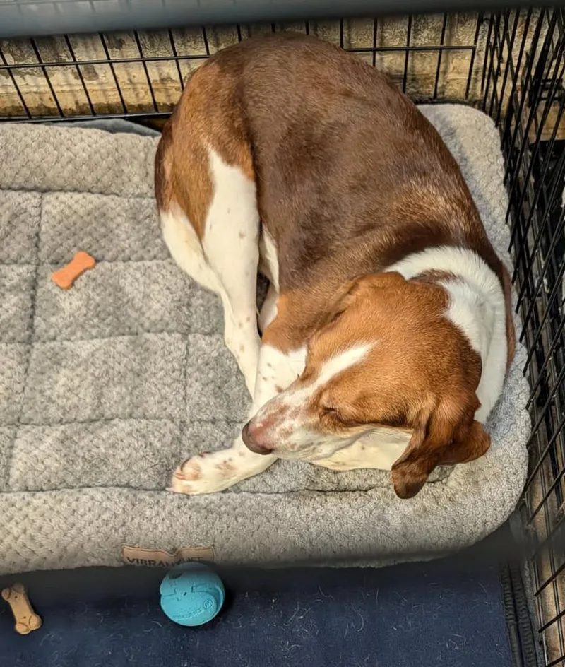 Beagle Bailey thumbnail 3