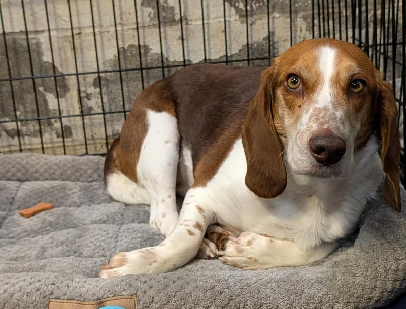 Beagle Bailey thumbnail 4