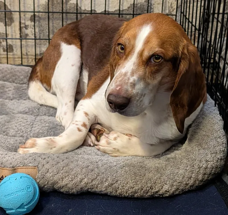 Beagle Bailey thumbnail 5