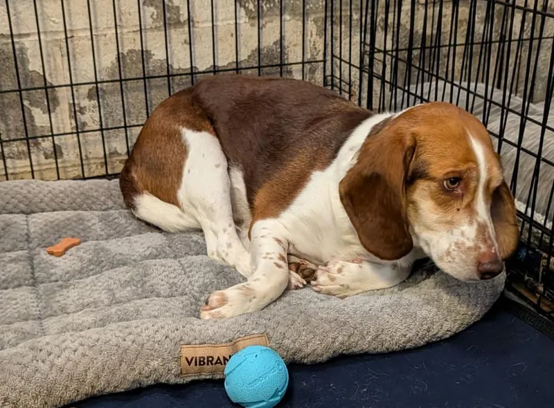 Beagle Bailey thumbnail 6