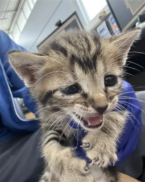 A baby medium-sized female Domestic Short Hair cat named Dulce for adoption in Dallas, TX
