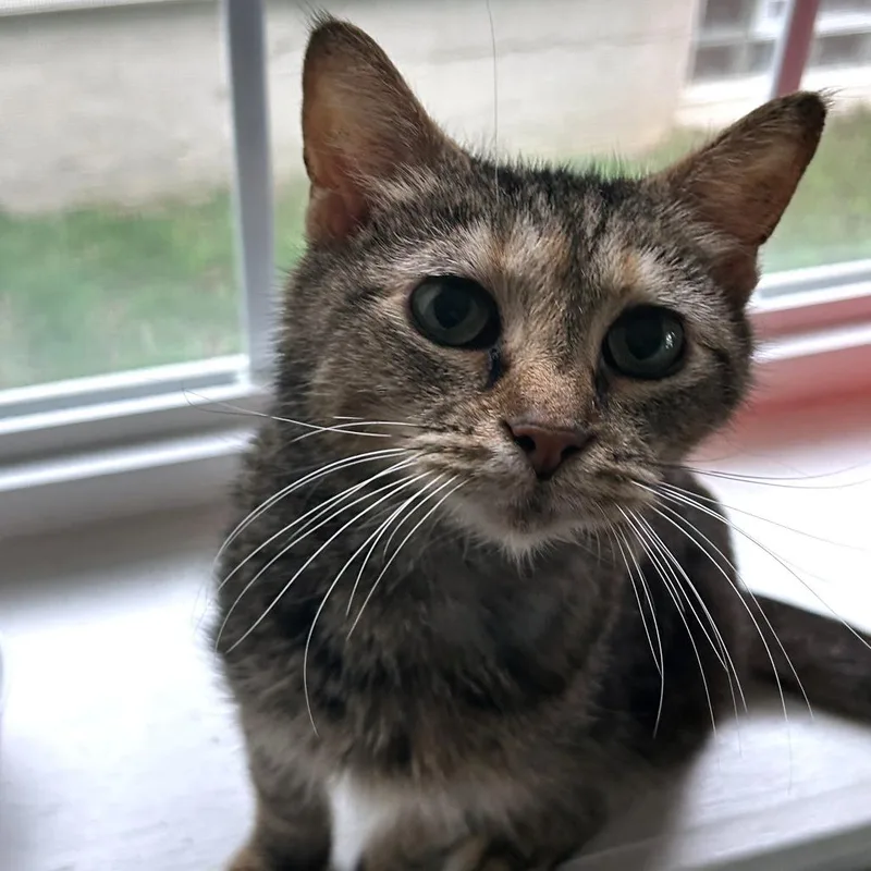 A senior medium-sized female Torbie Domestic Short Hair cat named Munchie for adoption in Washington Township, OH