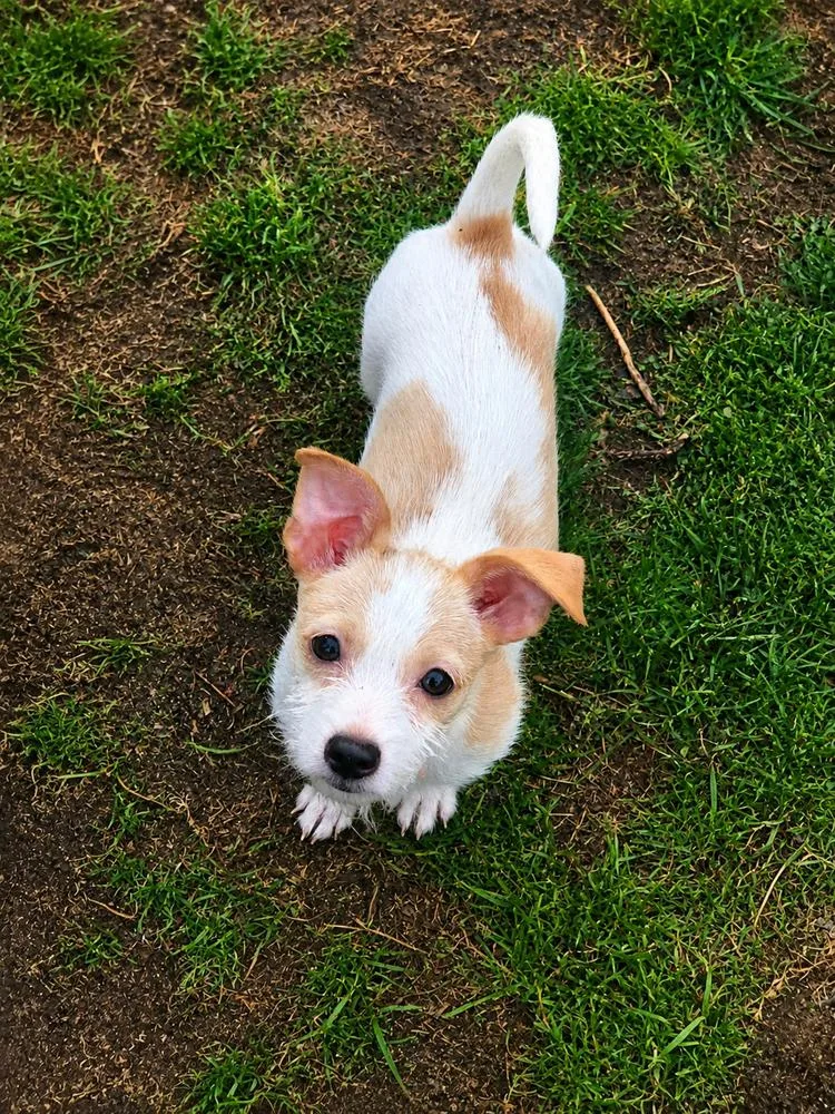 A baby small-sized female Chihuahua dog named Anastasia for adoption in Plymouth, MI