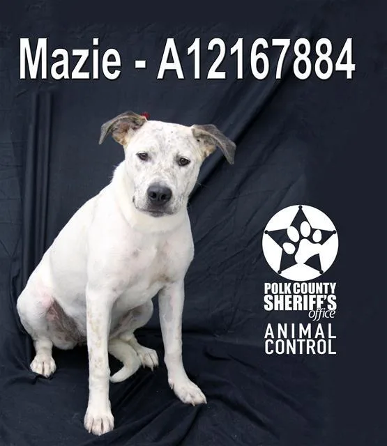 A young medium-sized female American Bulldog dog named Mazie for adoption in Winter Haven, FL
