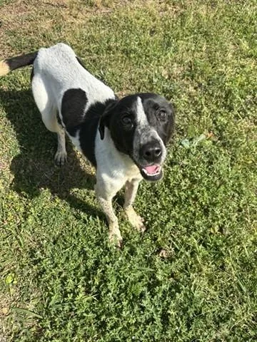 An adult medium-sized female German Shorthaired Pointer dog named Sheba for adoption in Panama City, FL