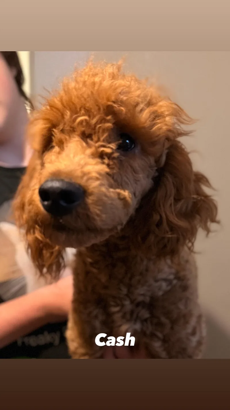 A baby medium-sized male Golden Goldendoodle dog named Cash for adoption in Plainfield, IL
