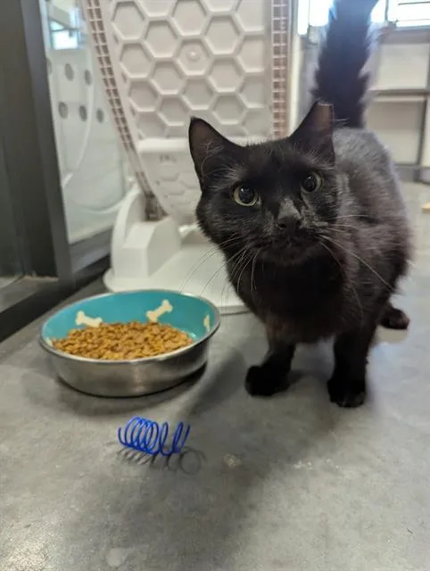 An adult medium-sized female Domestic Medium Hair cat named Dana for adoption in Brunswick, GA