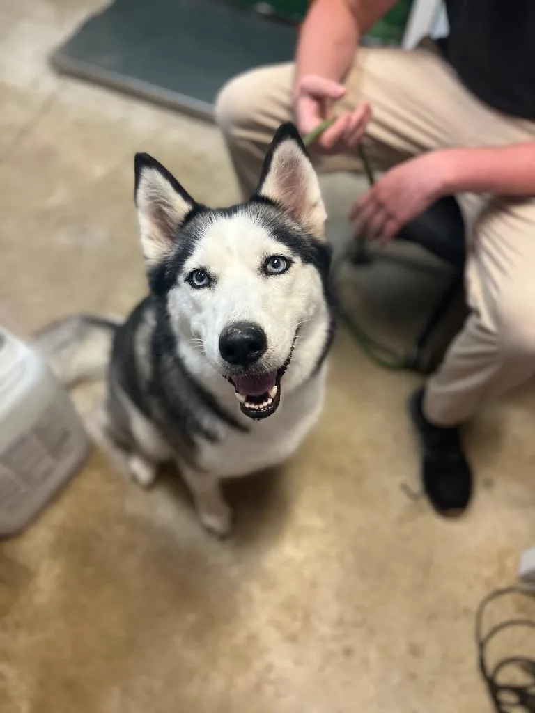 A young large-sized female Siberian Husky dog named Sasha for adoption in New Braunfels, TX