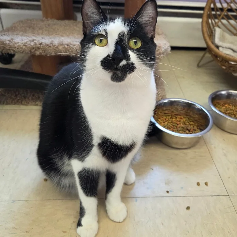 Catwoman thumbnail 2