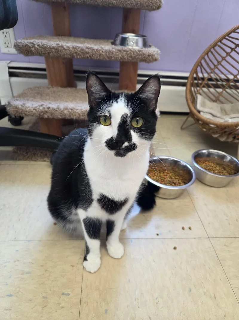 Catwoman thumbnail 4