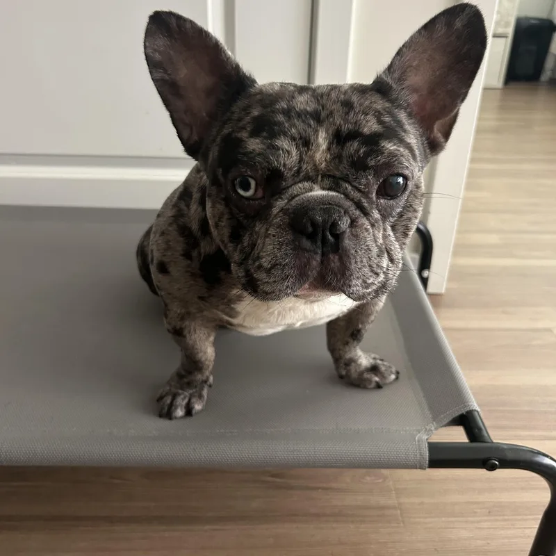 An adult small-sized male Merle (Blue) French Bulldog dog named Hinto for adoption in Wantage, NJ