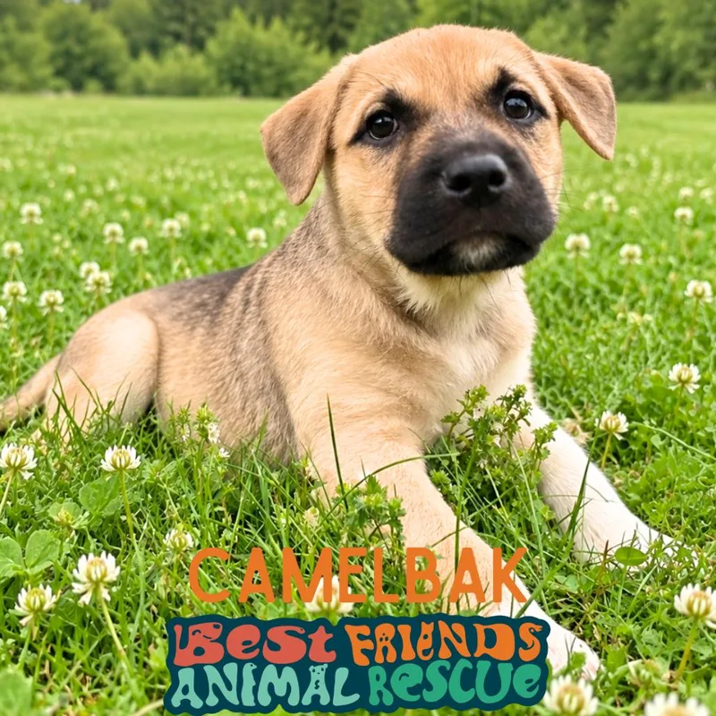 A baby medium-sized female Border Collie dog named CamelBak for adoption in Wasilla, AK