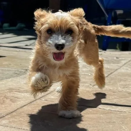 A baby small-sized male Cockapoo dog named Danny for adoption in Antioch, CA