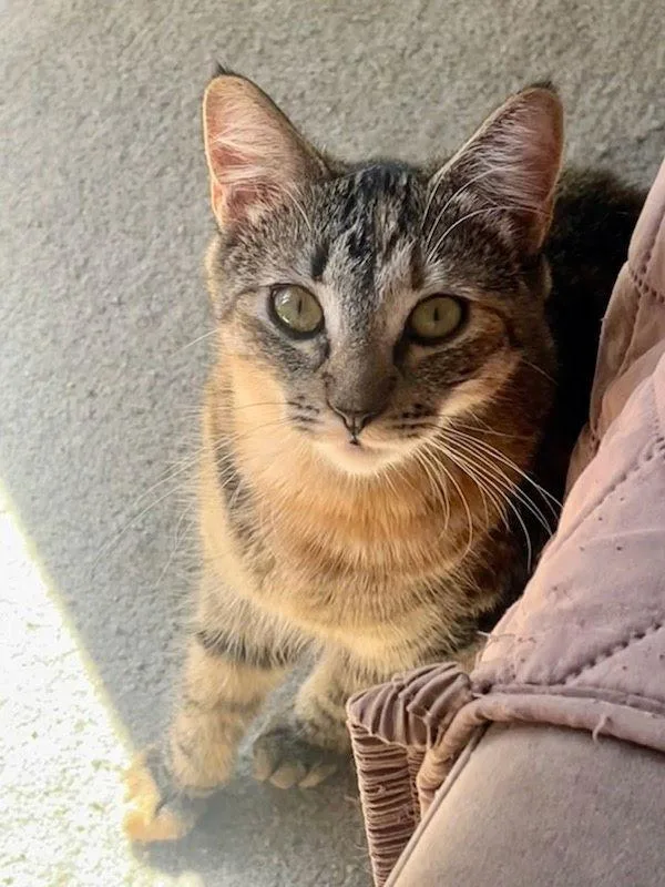 Snickers thumbnail 2