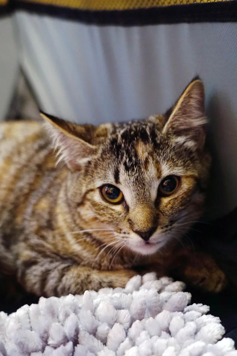 Snickers thumbnail 3