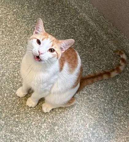An adult medium-sized male Domestic Short Hair cat named Trouble for adoption in Washington, DC
