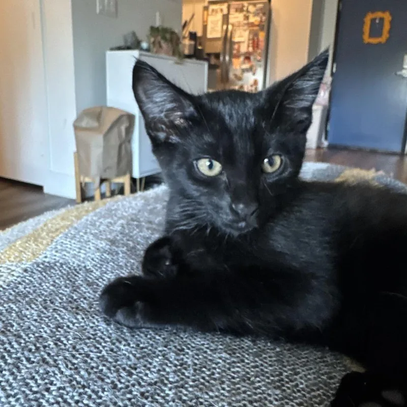 A baby small-sized male Black Domestic Short Hair cat named Earhart for adoption in Los Angeles, CA