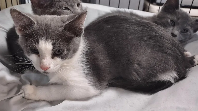 A baby medium-sized female Gray & White Domestic Short Hair cat named Meryl Streep for adoption in Albemarle, NC