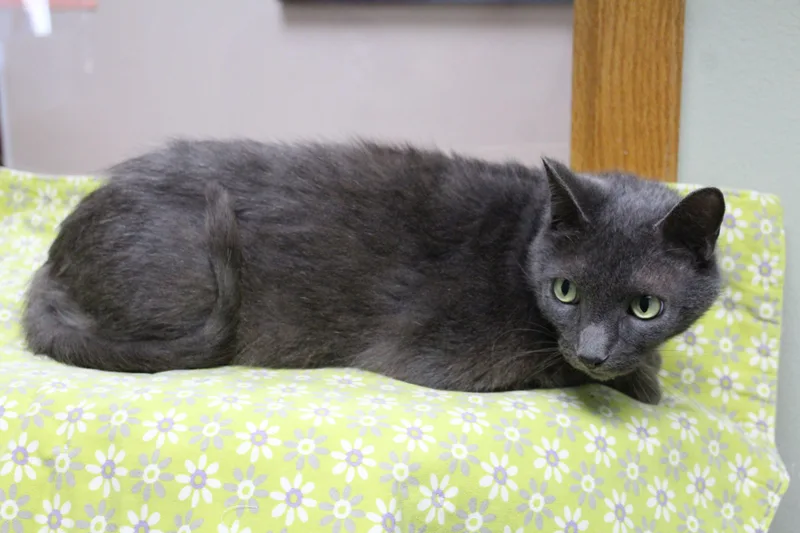 An adult medium-sized male Domestic Short Hair cat named Spruce for adoption in Portage, WI