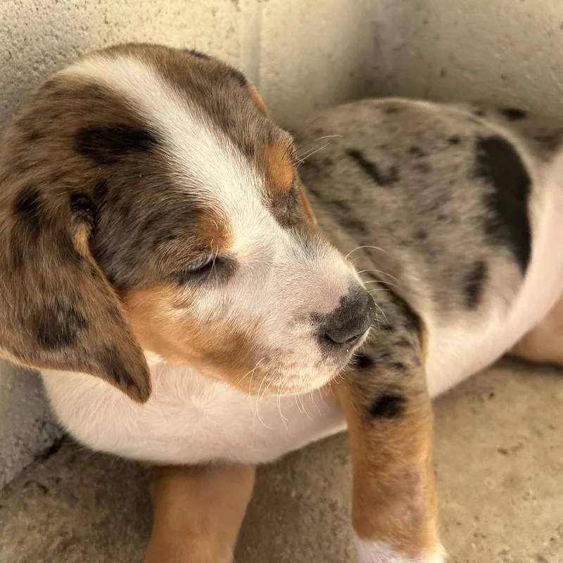 A baby medium-sized male Black Catahoula Leopard Dog dog named Crocket for adoption in LOXAHATCHEE, FL